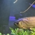 19/20 inches 24k XB Malaysian Golden Arowana - Chipped, no Cert.