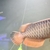 19/20 inches 24k XB Malaysian Golden Arowana - Chipped, no Cert.