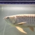 19/20 inches 24k XB Malaysian Golden Arowana - Chipped, no Cert.