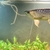 19/20 inches 24k XB Malaysian Golden Arowana - Chipped, no Cert.