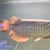 19/20 inches 24k XB Malaysian Golden Arowana - Chipped, no Cert.