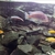 Malawi Cichlids For Sale Dundee