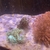 Some nice corals for sale large pink/red Goni,elegance and gold torch