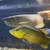 Reduced: Oddballs  Bass, Bichirs, etc  - Preston / Shipping