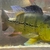 Reduced: Oddballs  Bass, Bichirs, etc  - Preston / Shipping