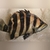 ALL SOLD NOW  VERY RARE LARGE DATNOIDS TIGER FISH FOR SWAP OR SALE Datnioides mi