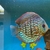 1 x Brilliant Turq Stendker Discus £10