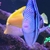 Large sailfin tang