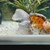 Oranda Goldfish for rehoming