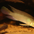 Nanochromis parilus BREEDING PAIR for sale