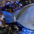 blue eye tang / convict tang/ Frackelface tang sale…