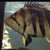 ALL SOLD NOW  VERY RARE LARGE DATNOIDS TIGER FISH FOR SWAP OR SALE Datnioides mi