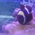 Maroon Clownfish For Sale