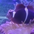 Maroon Clownfish For Sale