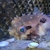 Porcupine Pufferfish For Sale