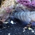 Pink Spot Watchman Goby For Sale