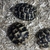 UK Bred Baby Dwarf Hermann Tortoise 2022 For Sale