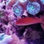 Maccoskers flasher wrasse for sale swansea