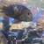 Cichlids and others