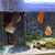 Discus fish £320