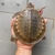 5-6" Fly River Turtles [FRTs]  (Very Rare/Premium Grade) For Sale