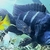 Blue frontosa for sale