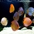 SOME NICE DISCUS FOR SALE