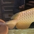 Golden Crossback Asian Arowana