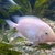 Pink/Albino Male Convict 4INCH