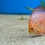 10 Stendker Discus for tropical fish tank aquarium