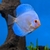 10 Stendker Discus for tropical fish tank aquarium