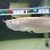 ALL NOW SOLD ALBINO AROWANA, BASS & SHBRTG ASIAN AROWANA