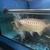 ALL NOW SOLD ALBINO AROWANA, BASS & SHBRTG ASIAN AROWANA