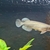 Australian Arowana