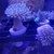 Corals - Anemones, Mushrooms, Toadstools, Kenyas