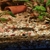 Bristlenose Plecos,shrimps and guppies