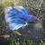 Halfmoon Male Betta for Sale in Essex