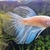 Halfmoon Male Betta for Sale in Essex