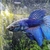 Halfmoon Male Betta for Sale in Essex