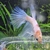 Halfmoon Male Betta for Sale in Essex