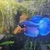 Halfmoon Male Betta for Sale in Essex