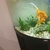 Free 6 Fancy Gold Fish