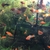 KOHAKU SWORDTAIL FISHES