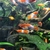 KOHAKU SWORDTAIL FISHES