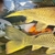 Ghost koi carp, common carp, mirror carp large fish