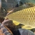 Ghost koi carp, common carp, mirror carp large fish