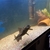 Fluval 250ltr tank sand and top ligh