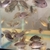 Hybrid Vieja Cichlid babies for sale.