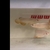 Special Offer Super High Back Red Tail Golden Arowana’s