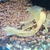 Super Yellow Albino Long Fin bristlenose pleco,    SOLD   